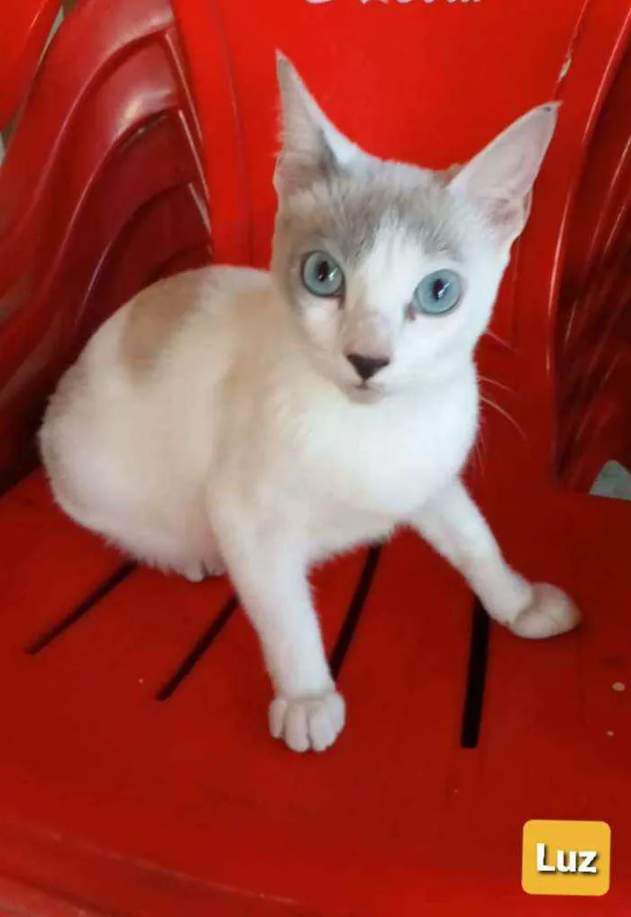 Gato ra a srd bicolor idade 7 a 11 meses nome * LUZ *