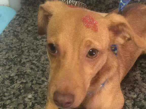 Cachorro ra a Cofap idade 2 a 6 meses nome Atena