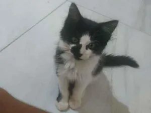 Gato raça Não sei idade 2 a 6 meses nome Gata