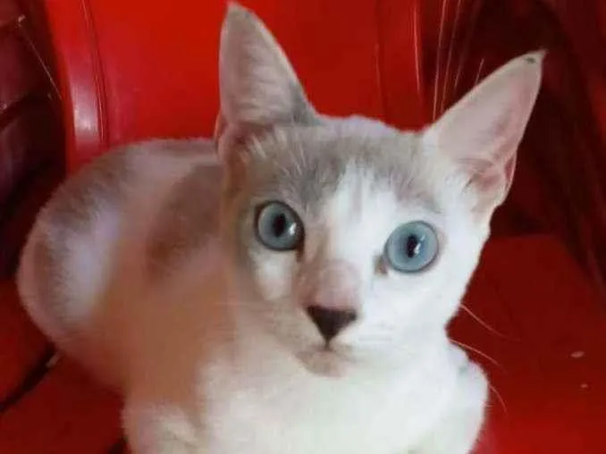 Gato ra a srd bicolor idade 7 a 11 meses nome * LUZ *