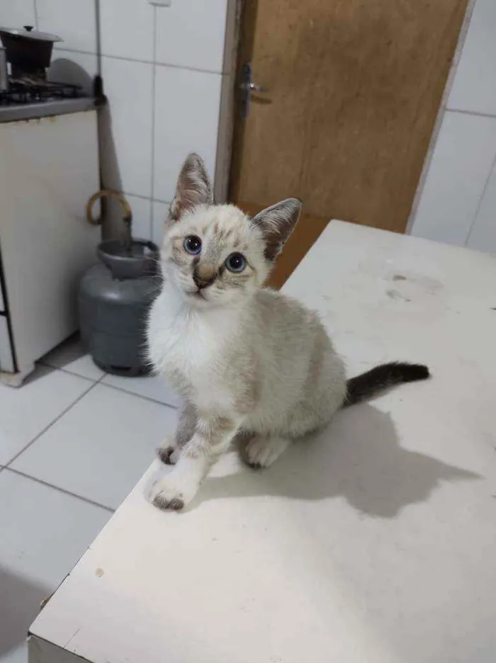 Gato ra a Sem raça definida idade Abaixo de 2 meses nome Arthurzinho