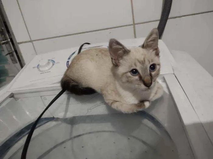 Gato ra a Sem raça definida idade Abaixo de 2 meses nome Arthurzinho