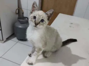 Gato raça Sem raça definida idade Abaixo de 2 meses nome Arthurzinho