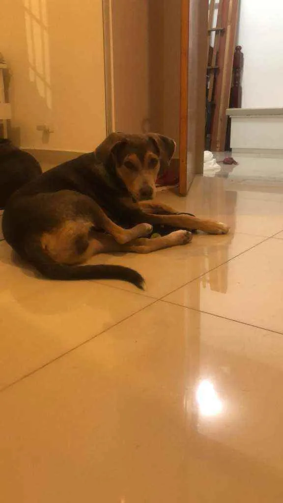 Cachorro ra a Sem raça definida  idade 7 a 11 meses nome Una