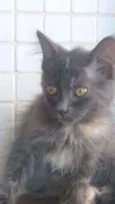 * MARIA *
