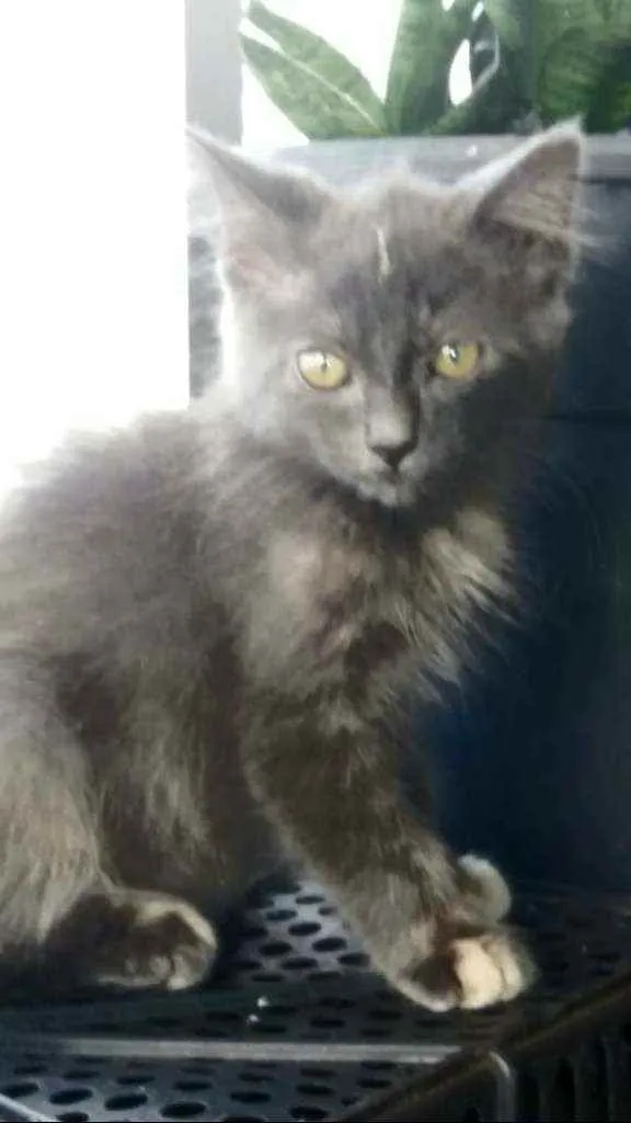 Gato ra a srd bicolor idade 2 a 6 meses nome * MARIA *