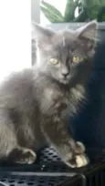 * MARIA *