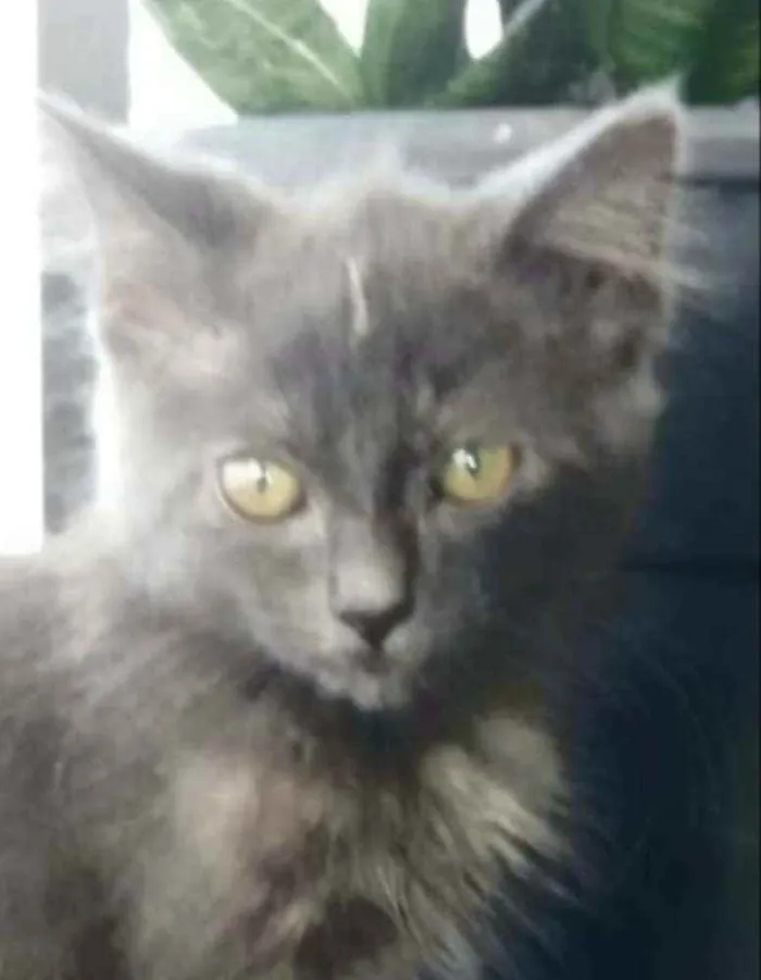 Gato ra a srd bicolor idade 2 a 6 meses nome * MARIA *
