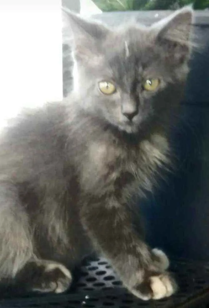 Gato ra a srd bicolor idade 2 a 6 meses nome * MARIA *