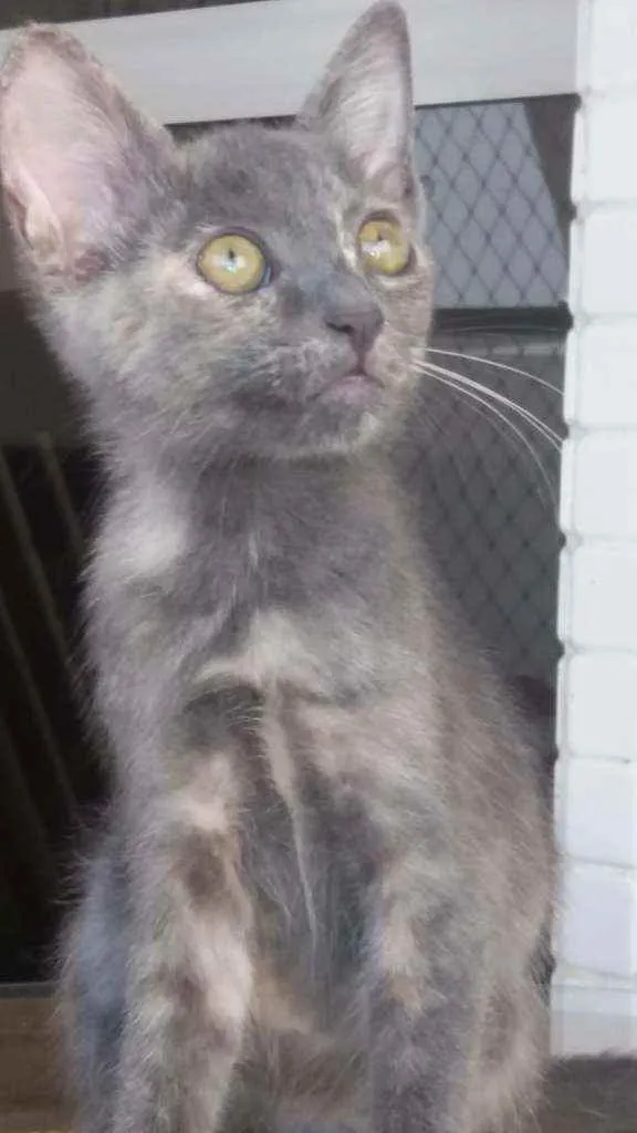 Gato ra a srd bicolor idade 2 a 6 meses nome * MIA *