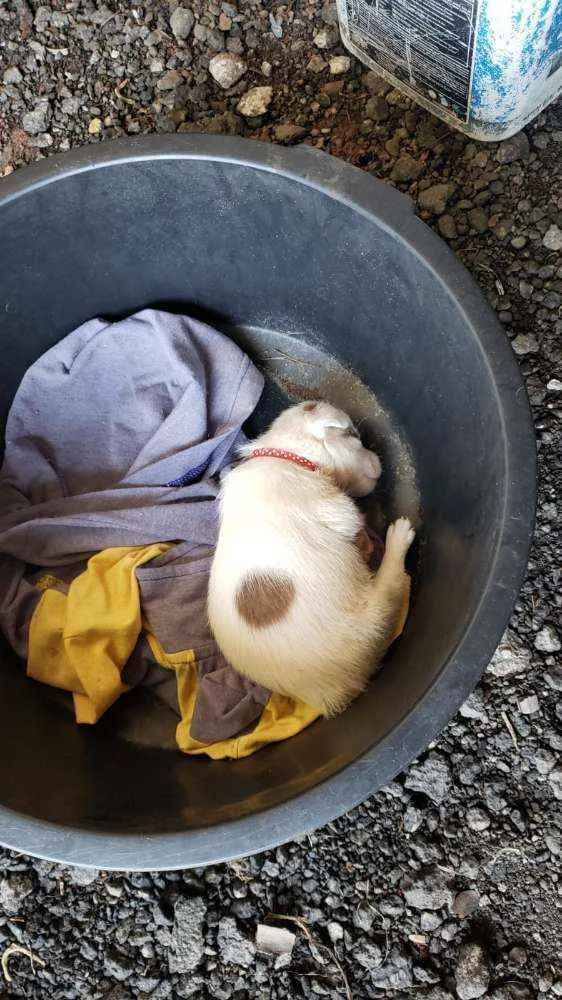 Cachorro ra a srd idade 2 a 6 meses nome ''Benjamin''
