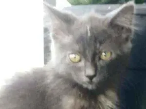 Gato raça srd bicolor idade 2 a 6 meses nome * MARIA *