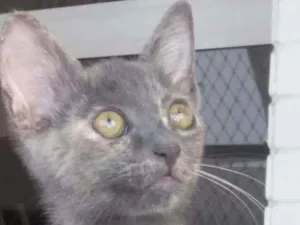 Gato raça srd bicolor idade 2 a 6 meses nome * MIA *