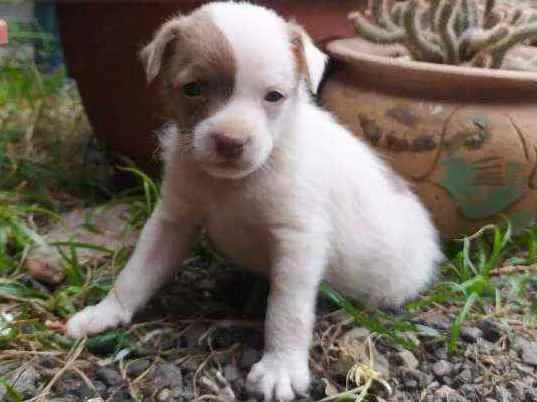 Cachorro ra a srd idade 2 a 6 meses nome ''Benjamin''