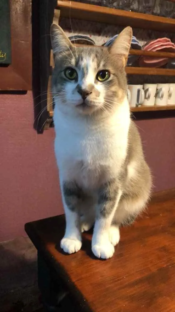 Gato ra a Srd idade 1 ano nome Petruquio 