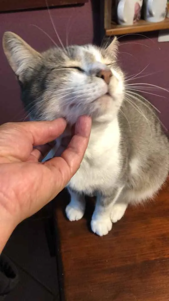 Gato ra a Srd idade 1 ano nome Petruquio 