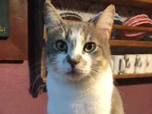 Gato raça Srd idade 1 ano nome Petruquio 