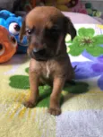 Cachorro raça SRD  idade Abaixo de 2 meses nome Sem Nome