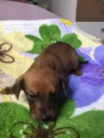 Cachorro raça SRD  idade Abaixo de 2 meses nome Sem Nome