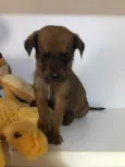 Cachorro raça SRD  idade Abaixo de 2 meses nome Sem Nome
