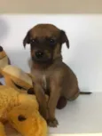 Cachorro raça SRD  idade Abaixo de 2 meses nome Sem Nome