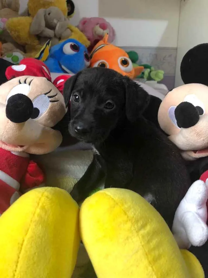 Cachorro raça SRD  idade Abaixo de 2 meses nome Sem Nome