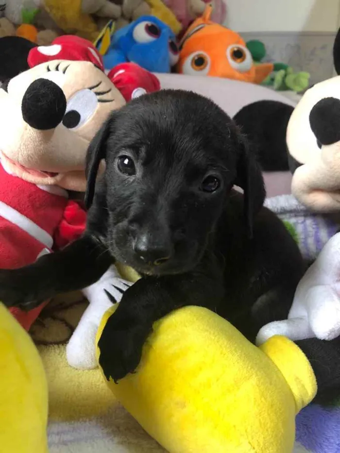 Cachorro raça SRD  idade Abaixo de 2 meses nome Sem Nome