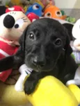 Cachorro raça SRD  idade Abaixo de 2 meses nome Sem Nome
