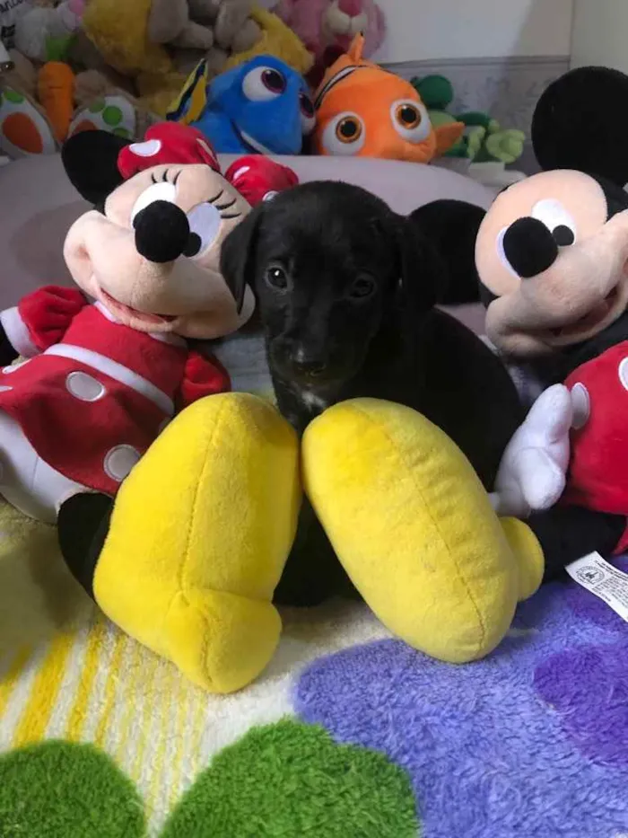 Cachorro raça SRD  idade Abaixo de 2 meses nome Sem Nome