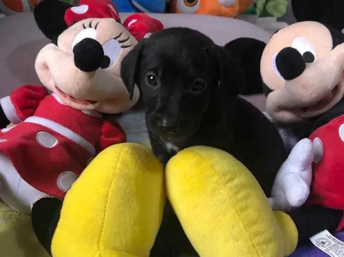 Cachorro raça SRD  idade Abaixo de 2 meses nome Sem Nome