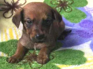 Cachorro raça SRD  idade Abaixo de 2 meses nome Sem Nome