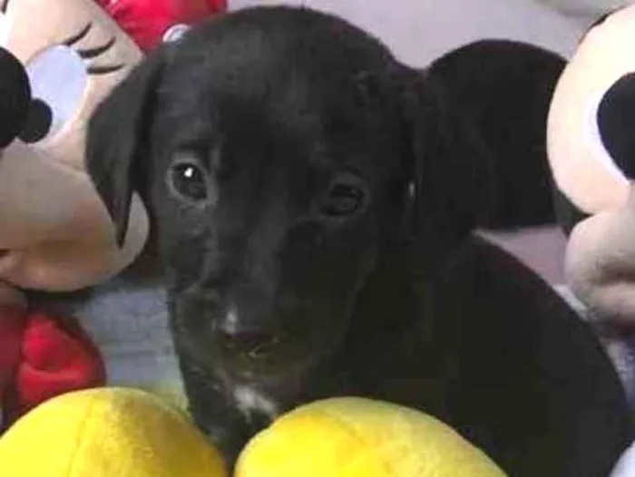 Cachorro raça SRD  idade Abaixo de 2 meses nome Sem Nome