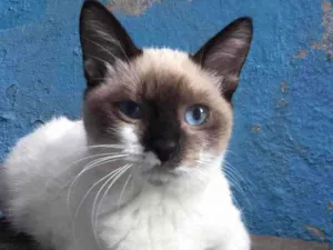 Gato raça Sem raça definida  idade 2 a 6 meses nome Não escolhi um nome