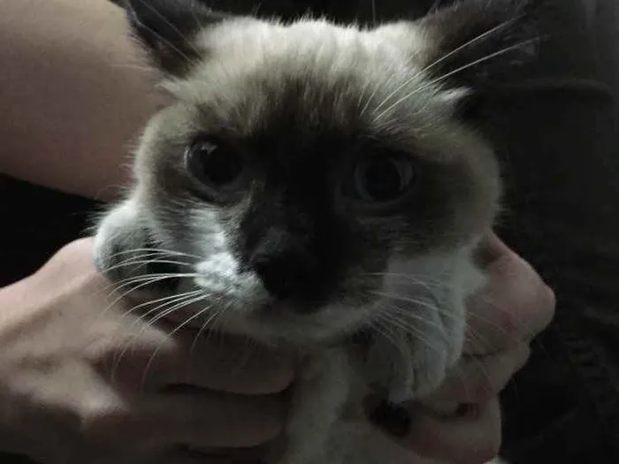 Gato raça Sem raça definida  idade 2 a 6 meses nome Não escolhi um nome