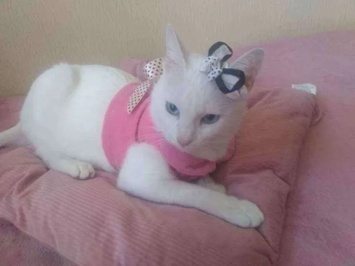Gato ra a SRD idade 2 a 6 meses nome Filhota para Adoção