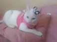 Filhota para Adoção