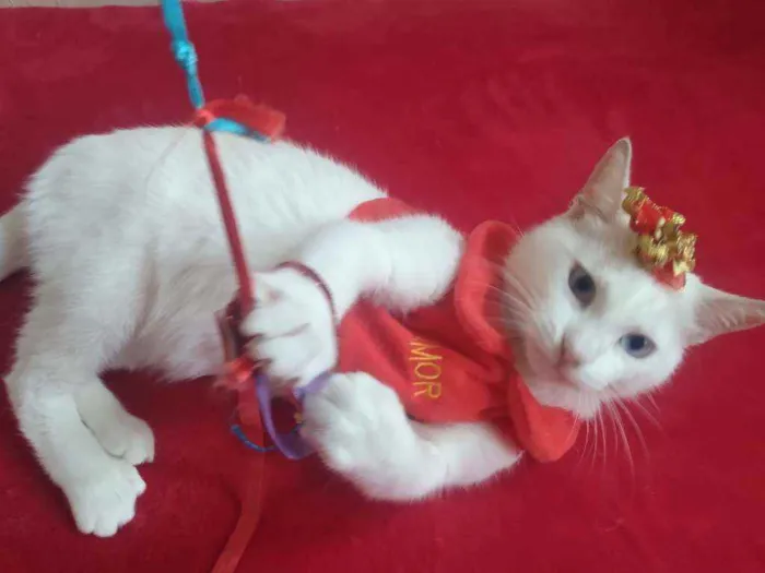 Gato ra a SRD idade 2 a 6 meses nome Filhota para Adoção