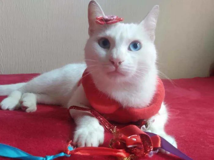 Gato ra a SRD idade 2 a 6 meses nome Filhota para Adoção