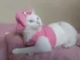 Filhota para Adoção
