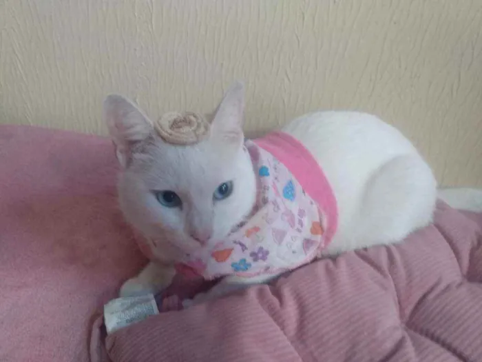 Gato ra a SRD idade 2 a 6 meses nome Filhota para Adoção
