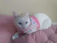 Filhota para Adoção