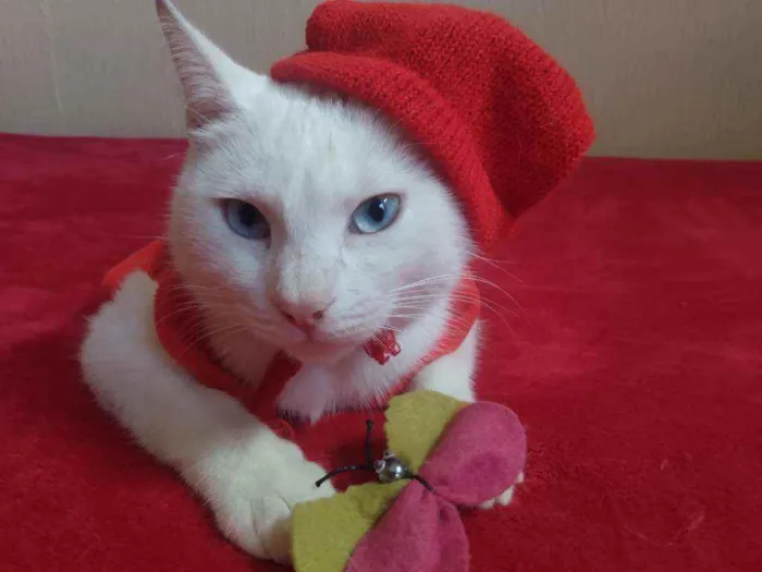 Gato ra a SRD idade 2 a 6 meses nome Filhota para Adoção
