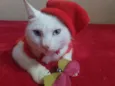Filhota para Adoção
