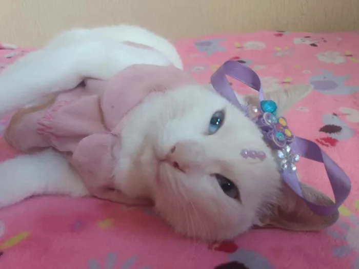 Gato ra a SRD idade 2 a 6 meses nome Filhota para Adoção