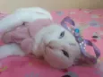 Filhota para Adoção