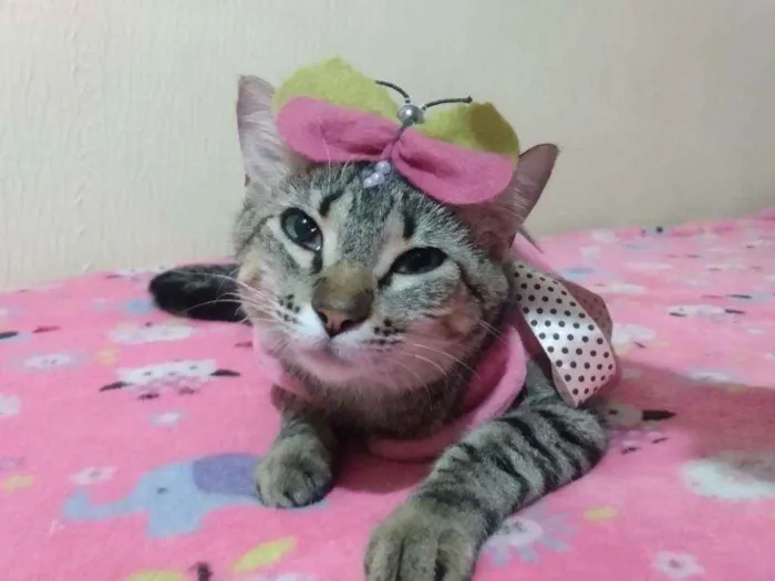 Gato ra a SRD idade 2 a 6 meses nome Filhotinha p. Adoção