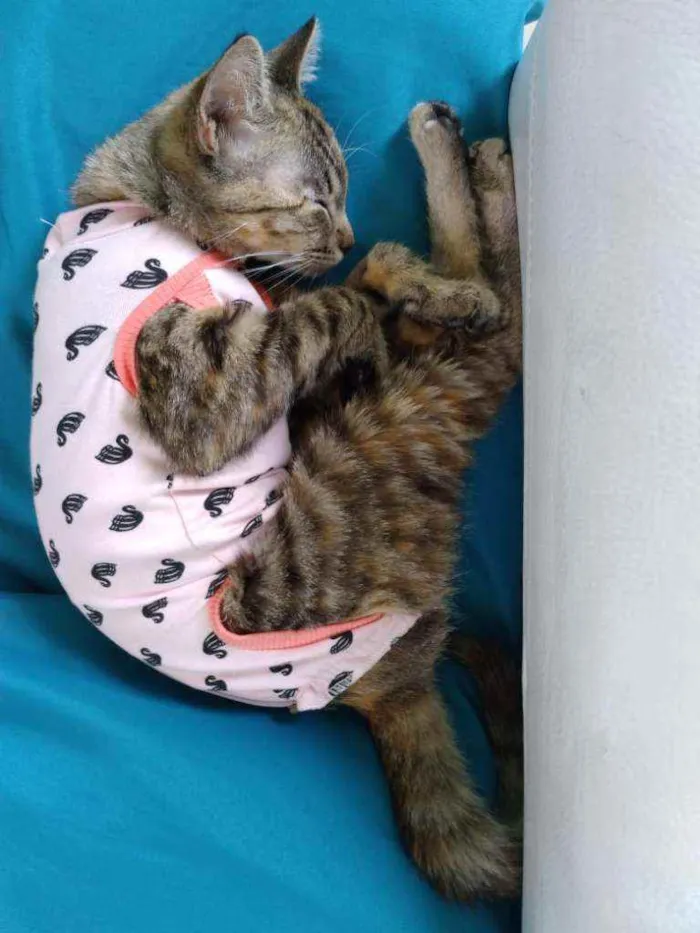 Gato ra a SRD idade 2 a 6 meses nome Filhotinha p. Adoção