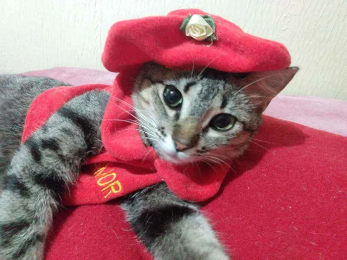 Gato ra a SRD idade 2 a 6 meses nome Filhotinha p. Adoção