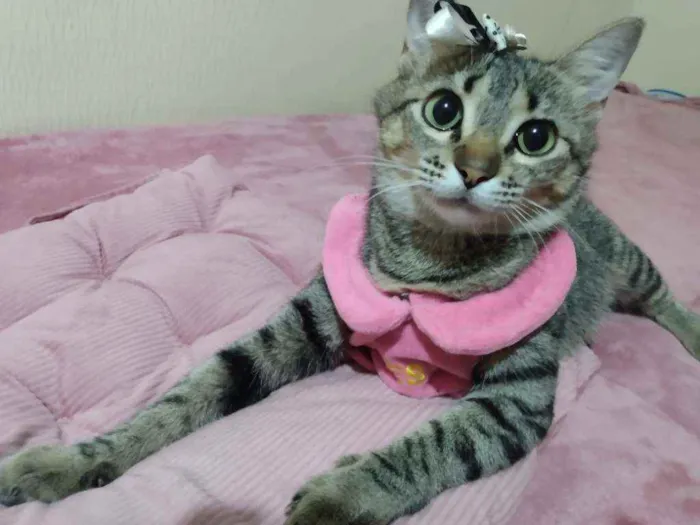 Gato ra a SRD idade 2 a 6 meses nome Filhotinha p. Adoção