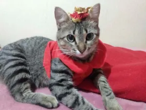 Gato raça SRD idade 2 a 6 meses nome Filhotinha p. Adoção